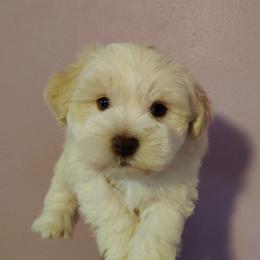 Emmett - Wheaten male Miniature Schnauzer puppy in Florida from Central Florida Schnauzers