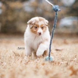 Australian Shepherd Puppies from Skyborne Australian Shepherds