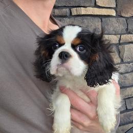 Sam - Tri-color male Cavalier King Charles Spaniel puppy in Apple Creek, Ohio from Grandeur Valley Puppies