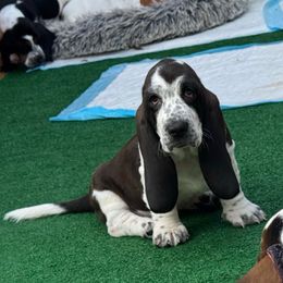 Eevee - Black and white female Basset Hound puppy in Pilot Mtn, North Carolina from Lowdown Love Basset Hounds