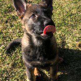 German Shepherd Puppies from Vom Kiefernhaus