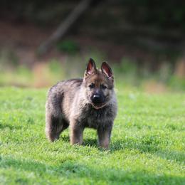 Pink - Sable female German Shepherd puppy in Catlettsburg, Kentucky from Von Holbrook Kennels