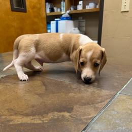 Little cow - Dapple male Dachshund puppy in Irving, Texas from DFW Dachshunds by G & S