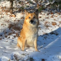 Elsa - Icelandic Sheepdog