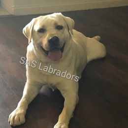 Storm - Labrador Retriever