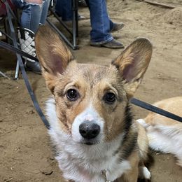 Brinlee - Pembroke Welsh Corgi