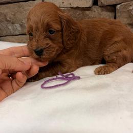 Miniature Goldendoodle Girl Purple Collar - Red  female Goldendoodle puppy in Cullman, Alabama from My Awesome Rover