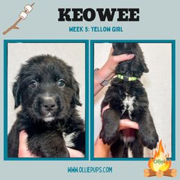 Keowee - female Golden Mountain Dog puppy in Boiling Springs, South Carolina from OlliePups, LLC
