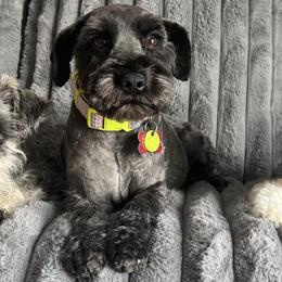 Brook - Miniature Schnauzer