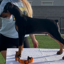Girl 3 - Doberman Pinscher puppy from Mystical Doberman Pinchers
