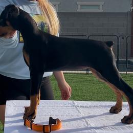 Girl 3 - Doberman Pinscher puppy from Mystical Doberman Pinchers