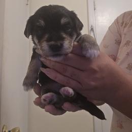 Bichon Frise and Yorkshire Terrier Puppies from Joanelly Marshall