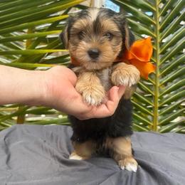 Bala Sunrise Sam - Blue and gold male Yorkshire Terrier puppy in Waianae, Hawaii from Makanalani Yorkies and Iggys