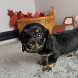 Mittens - Black and cream female Dachshund puppy in Gilbertsville, Kentucky from DeLaunes Dachshunds