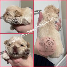 Shih Tzu Puppies from Shurbeez Shih Tzu