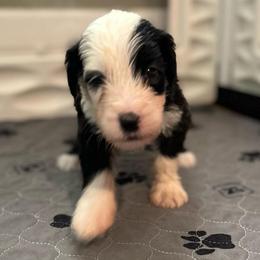 MUFFIN - Black and white female Sheepadoodle puppy in Riverside, California from Downtown Doodles & Frenchies