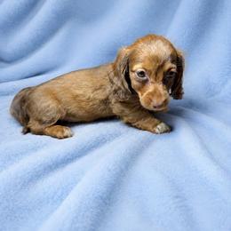 Hershey - Chocolate male Dachshund puppy in Richmond, Virginia from Paw Prints