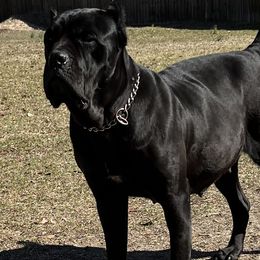 Zeta - Cane Corso