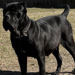 Zeta - Cane Corso