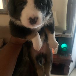 Miniature Australian Shepherd Puppies from Venise Mini Aussi Cuddles