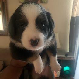 Miniature Australian Shepherd Puppies from Venise Mini Aussi Cuddles