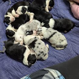 Australian Shepherd and Great Dane Puppies from AEW Farm
