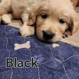 Black - Golden female Golden Retriever puppy in Lucasville, Ohio from Halo Kennels