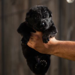 Boy 2 - Black and tan male German Shepherd puppy in Tamiami, Florida from Vom MontHaus