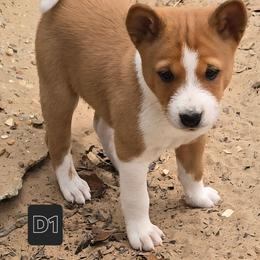 Dakota boy 1 - Red and white male Basenji puppy in Caldwell, Texas from Candyce Witte