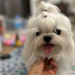 Maltese All Grown Up from A Maltese 4U