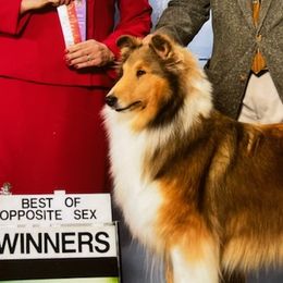 Collies and Shetland Sheepdogs from Hillcrest Collies