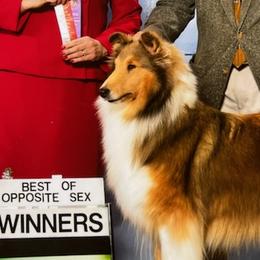 Collies and Shetland Sheepdogs from Hillcrest Collies