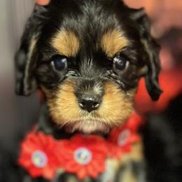 Arya - Black and tan female Cavalier King Charles Spaniel puppy in Queen Creek, Arizona from Andresen's Cavaliers