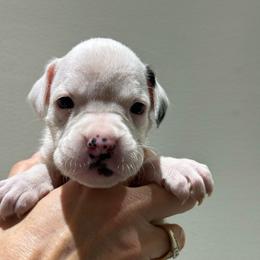 Madison - White female Boxer puppy in Jamesville, New York from Reynolds Homestead Boxers