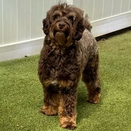 Colada - Australian Labradoodle