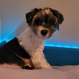 Pyshka - Biewer Terrier