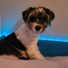 Pyshka - Biewer Terrier
