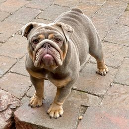 Zelda Paris - Bulldog