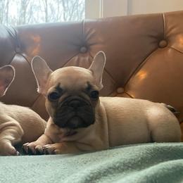 Girls - Fawn female French Bulldog puppy in Sidney Center, New York from iFrenchi