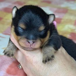 Fred - Black and tan male Pomeranian puppy in Willis, Texas from Treasured Jewels Pomeranians