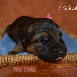 Pink Collar - Black and red female German Shepherd puppy in Orlando, Florida from AceHaven Canines