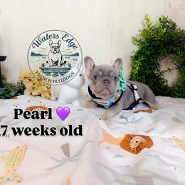 Pearl - Tricolors female French Bulldog puppy in Strunk, Kentucky from Waters Edge French Bulldogs LLC