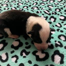 Milky Way - Blue male Australian Cattle Dog puppy in Lancaster, Minnesota from Weleski Chocolate Heelers
