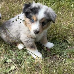 Breezy - Blue merle male Miniature American Shepherd puppy in Florence, Oregon from NW Aloha Miniature American Shepherds