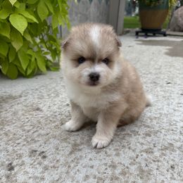 Cash - Wolf sable male Pomsky puppy in Doon, Iowa from Luxury Pomsky