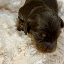 Oakley - Chocolate and cream male Dachshund puppy in Carson, Virginia from Daisy Dachshunds