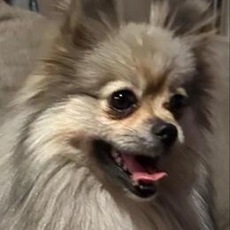 Ava - Pomeranian