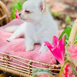 Boy 1 - Cream and white male Chihuahua puppy in Oviedo, Florida from ROYALCHIHUAHUAPUPPY