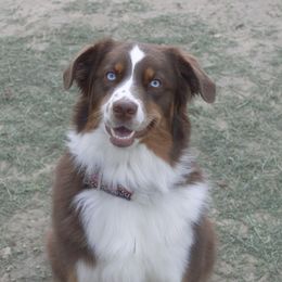 Juno - Australian Shepherd