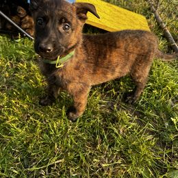Dutch Shepherd Puppies from Sugar Island Dutch Shepherds